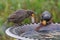 Adult starling feeding young chick