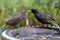 Adult starling feeding young chick