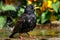 Adult Starling in garden bird bath and bright sun.