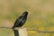 An adult Starling Sturnus vulgaris perched on a fence post.