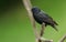 An adult Starling Sturnus vulgaris perching on a tree branch.