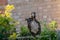 Adult starlings, hanging upside down on homemade bird feeder