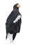 Adult Steller\'s Sea Eagle