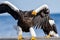 Adult Steller`s sea eagle. Close up, front