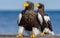 Adult Steller`s sea eagle. Close up portrait.