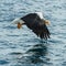 Adult Steller`s sea eagle fishing. Blue ocean background.