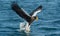 Adult Steller`s sea eagle fishing. Blue ocean background.