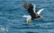 Adult Steller`s sea eagle fishing. Blue ocean background.