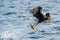 Adult Steller`s sea eagle fishing. Blue Ocean Background.