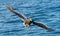 Adult Steller\'s sea eagle is fishing. Blue water of the ocean background. Steller\'s sea eagle, Scientific name: Haliaeetus