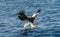 Adult Steller`s sea eagle fishing. Motion blur.  Scientific name: Haliaeetus pelagicus. Blue ocean background.