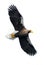 Adult Steller`s sea eagle in flight .