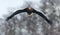 Adult Steller`s sea eagle in flight. Front view. Winter Mountain background.