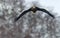 Adult Steller`s sea eagle in flight. Winter Mountain background.