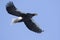 adult Steller`s Sea Eagle flying against sky