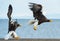 Adult Steller`s sea eagles. Blue sky and ocean background.