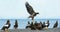 Adult Steller`s sea eagles. Blue sky and ocean background.