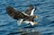 Adult Steller`s sea eagles fishing.