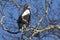 adult stellers eagle who sits on birch branches on a winter