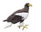Adult Stellers Sea Eagle