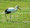 Adult stork