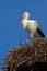 An adult stork at an artificial nesting site