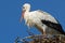 An adult stork at an artificial nesting site