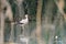 Adult stork, black and white, walking through the waters of Lake Ivars and Vilasana.