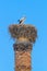 Adult stork in nest on chimney