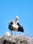 Adult Stork with the Offspring on the nest