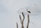 Adult stork on pole