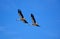 Adult storks in flight, Silves, Portugal.