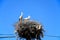 Adult storks in a nest, Portugal.