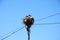 Adult storks in a nest, Portugal.