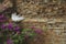 Adult stray white cat taking a nap on a brick wall near some pink flowers in Rome, Italy