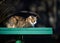 An adult street cat is relaxing in nature on a sunny day