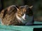 An adult street cat is relaxing in nature on a sunny day