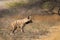 Adult Striped Hyena