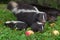 Adult Striped Skunk Mephitis mephitis Looks Out Head on Top of Kits Summer