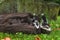 Adult Striped Skunk Mephitis mephitis Pileup in Log Summer