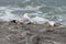 An adult or sub-adult (young adult) European herring gull with the sea in the background