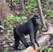 Adult sulawesi crested macaque yaki, Macaca nigra, black monkey standing in the nature habitat.