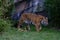 Adult sumatran tiger in Chester Zoo,UK