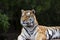 Adult Sumatran Tiger Lying on its Side