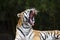 Adult Sumatran Tiger Roaring or Yawning