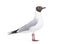 Adult summer plumage, black-headed gull, Chroicocephalus ridibundus