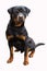 Adult surprised dog of breed Rottweiler, isolated