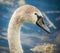 Adult Swan on a lake,Hampshire,England