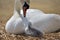 Adult swan nurturing cygnet