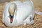 Adult swan nurturing cygnet